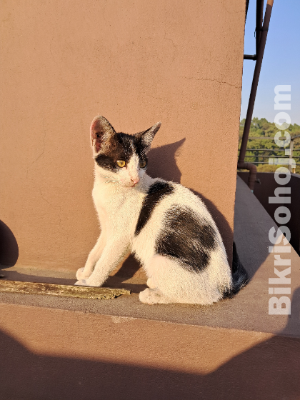 Cat Adoption (deshi)